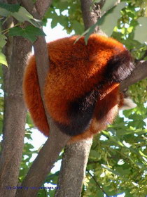 kleiner Panda in Schnbrunn