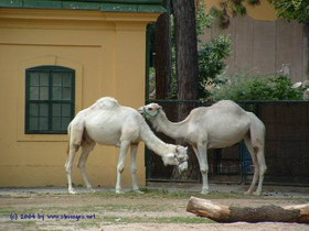 weisse Kamele in Schnbrunn