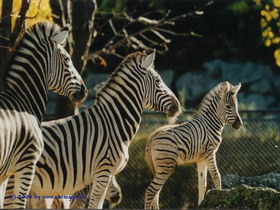 Zebras in Schnbrunn